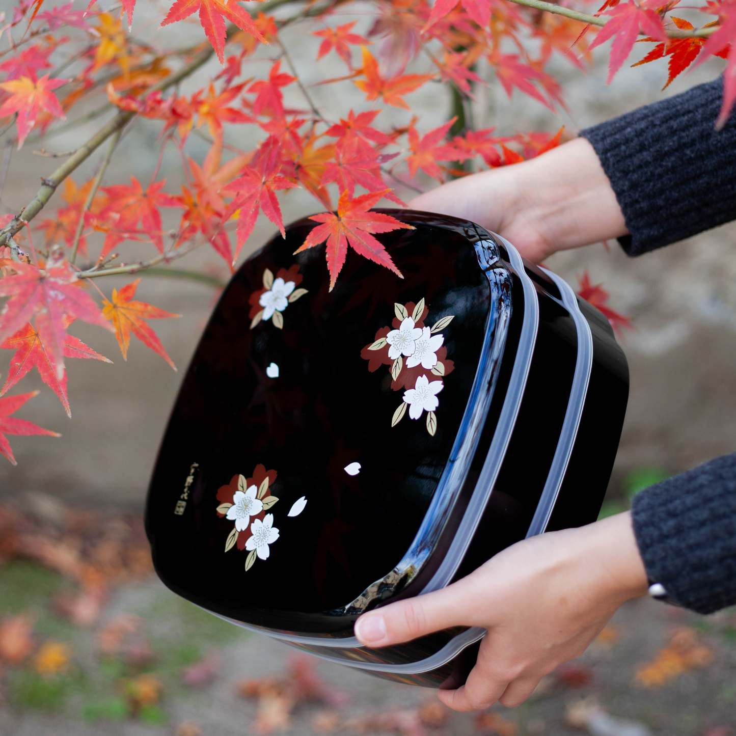 Cherry Blossom Picnic Bento | Black Lacquer (24.5cm)